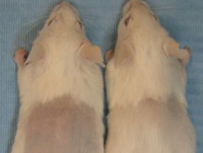 Tras rasurar el lomo, el pelo creció más rápido entre los ratones tratados para modular el número de macrófagos (derecha)