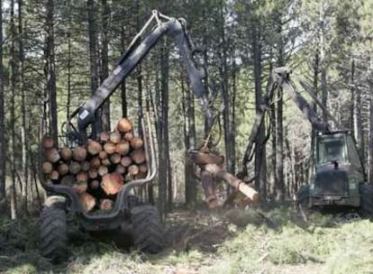 Dos vehículos transportan madera de pino talada.