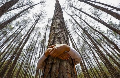 Un niño abraza un árbol para celebrar el Día Mundial del Medio Ambiente, en el bosque de Gokarna, en Katmandú (Nepal)