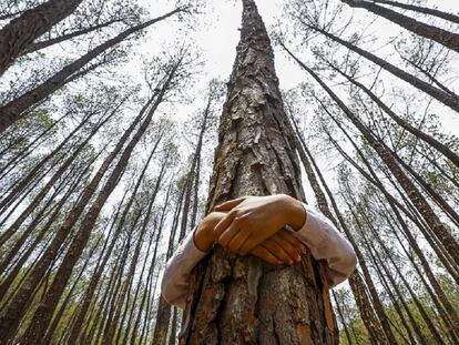Un niño abraza un árbol para celebrar el Día Mundial del Medio Ambiente, en el bosque de Gokarna, en Katmandú (Nepal)