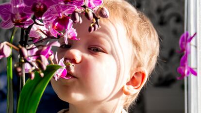 Los niños orquídea son especialmente sensibles a la calidad de la crianza que reciben, siendo la más adecuada la democrática, aquella que respeta y pone límites.