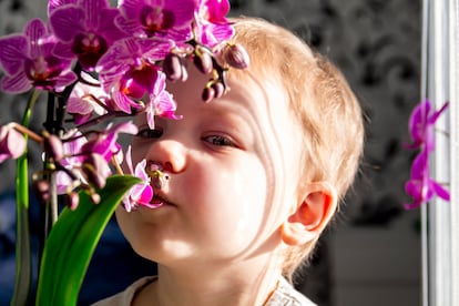 Los niños orquídea son especialmente sensibles a la calidad de la crianza que reciben, siendo la más adecuada la democrática, aquella que respeta y pone límites.
