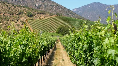 Un viñedo en la región vinícola del Veramonte en Valparaíso, Chile.