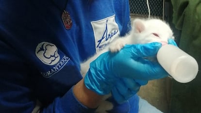 Ocelote albino