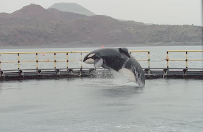 The orca 'Keiko', star of the film 'Free Willy', in an acclimatization enclosure in Iceland on June 21, 1999 before being released.