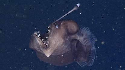 Un diablo negro, captado en vídeo en 2014 por científicos del Instituto de Investigación del Acuario de la Bahía de Monterrey.