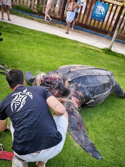 Tortuga sin vida, en el parador de El Saler, en una imagen proporcionada por Ong Xaloc Mar.