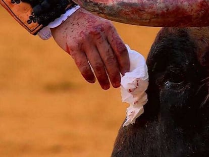 Captura de pantalla de Canal Toros en la que Morante de la Puebla toca con su pañuelo la testuz del toro el 10 de mayo en la Maestranza.