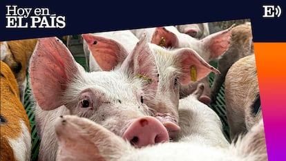 Ocho mil millones en juego: qué significa para España la crisis de la peste porcina