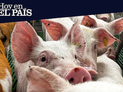 Ocho mil millones en juego: qué significa para España la crisis de la peste porcina