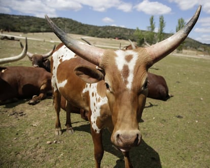 Un watusi o vaca africana se acerca sin ningun temor.