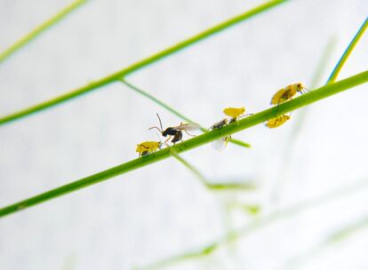 Biodiversidad