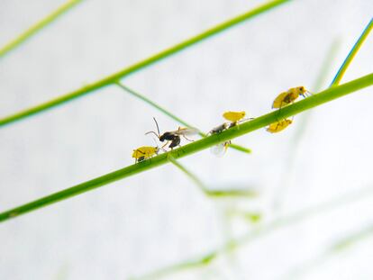 Ecosistema experimental con uno de los áfidos que se alimenta de arabidopsis y el parasitoide que lo ataca.