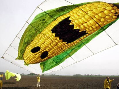 Activistas de Greenpeace durante un acto de protesta contra el cultivo de ma&iacute;z transg&eacute;nico de Monsanto. 