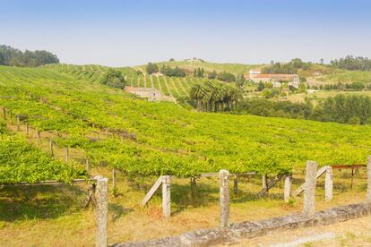 Viñedos de uva albariño.