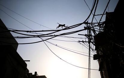 Un mono usa los cables eléctricos para cruzar una carretera muy transitada en Nueva Delhi (India), 13 de mayo de 2013.