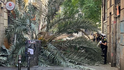 La palmera ha caído en la calle Joaquím Costa del barrio del Raval en Barcelona el pasado agosto.