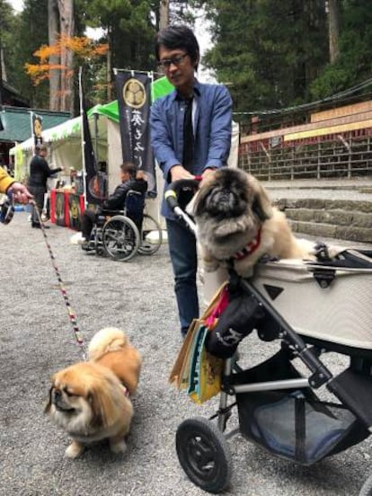 Un joven japonés paseando a su perro-bebé en cochecito