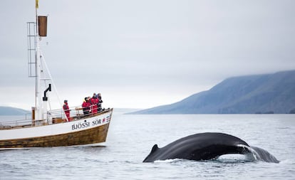Avistamiento de ballenas en Húsavík, al norte de Islandia.