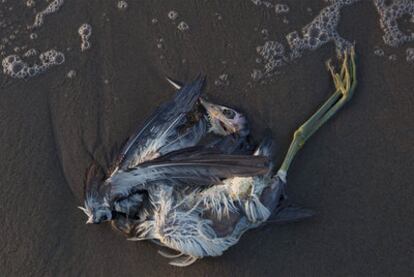 Una garza muerta en una playa de Port Fourchon (Luisiana).