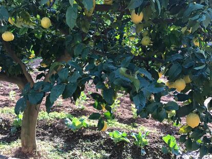 Mientras hablamos, un montón de pájaros hacen coro en las ramas de los limoneros.