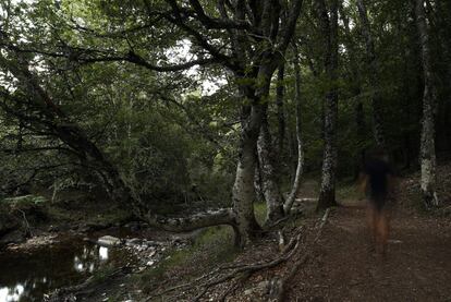 Haya con una rama lateral muy baja que atraviesa todo el cauce del río Jarama. Esta morfología es resultado de la eliminación por el hombre de la vegetación de ribera y también de que creció aislada cuando el hayedo era una dehesa con baja densidad de árboles por hectárea.