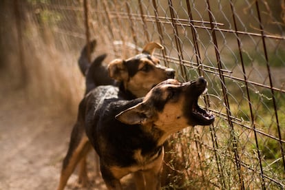 Two barking mutt dogs near the fence, selective focus