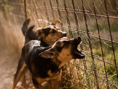 Two barking mutt dogs near the fence, selective focus