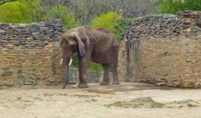 La elefante Ruperta, en una imagen de archivo.