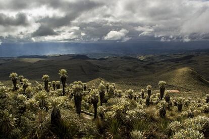 Vista del sector 'El Voladero' de la Reserva Ecológica El Ángel. Los frailejones, que pueden llegar a alcanzar los siete metros de altura, se extienden a lo largo de casi todo el territorio protegido.