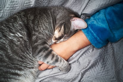 Si un perro o un gato se lame la nariz al acercarnos, es que necesita su espacio.