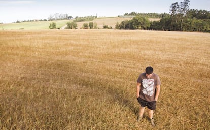 El ganadero David Botana en el campo de pastos donde alimenta a sus vacas