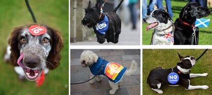 Un montaje de varias imágenes de perros con "Sí" o "No".