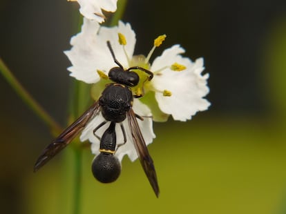 ‘Eumenes micado’ specimen. 