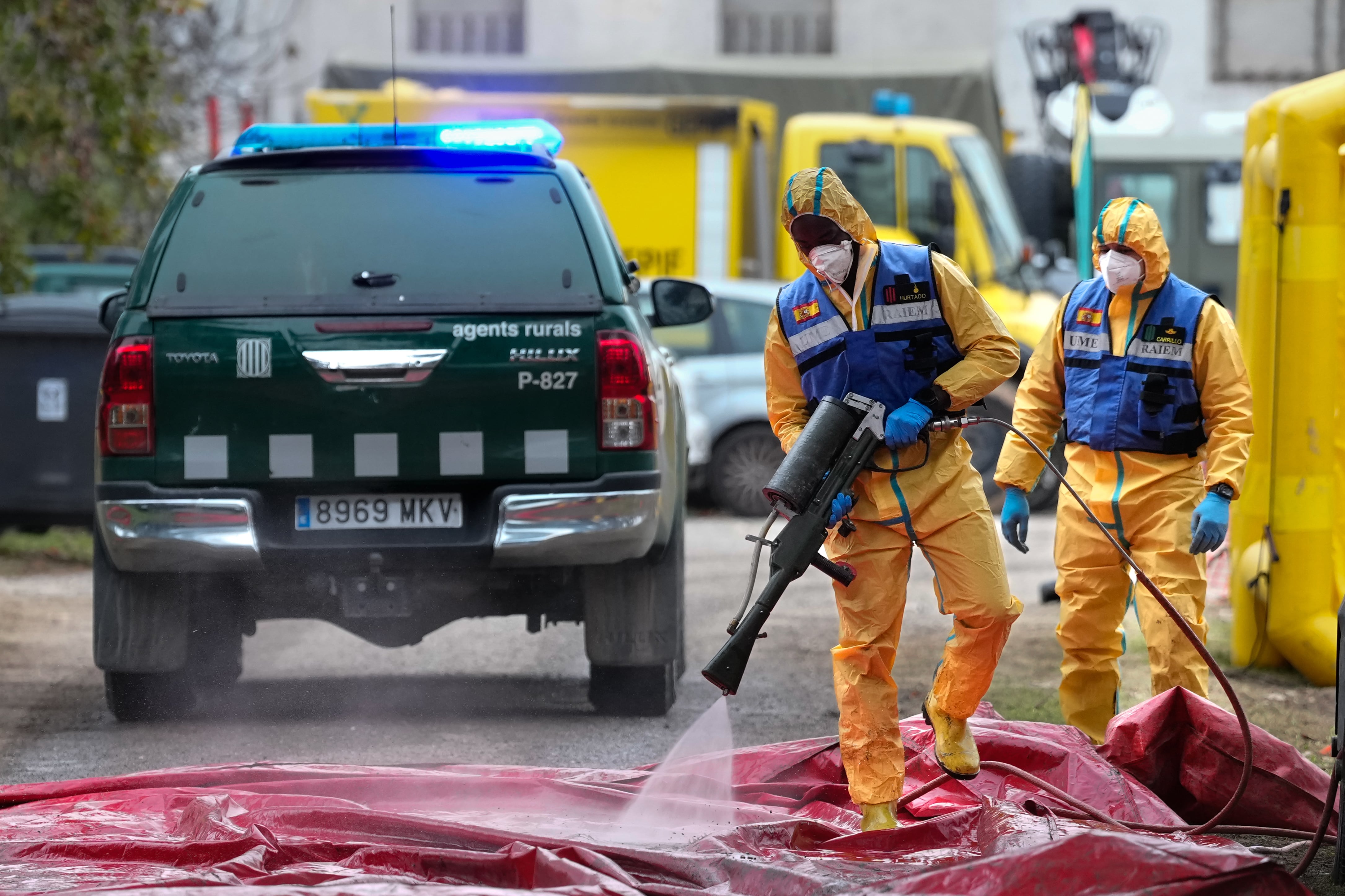 Создают комитет для борьбы с африканской чумой свиней