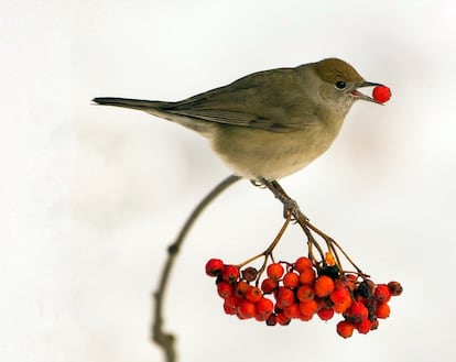 Entre los superdispersadores está la curruca capirotada, en la imagen comiendo bayas de serbal. Interviene en el trasiego de las semillas de 95 especies de plantas.