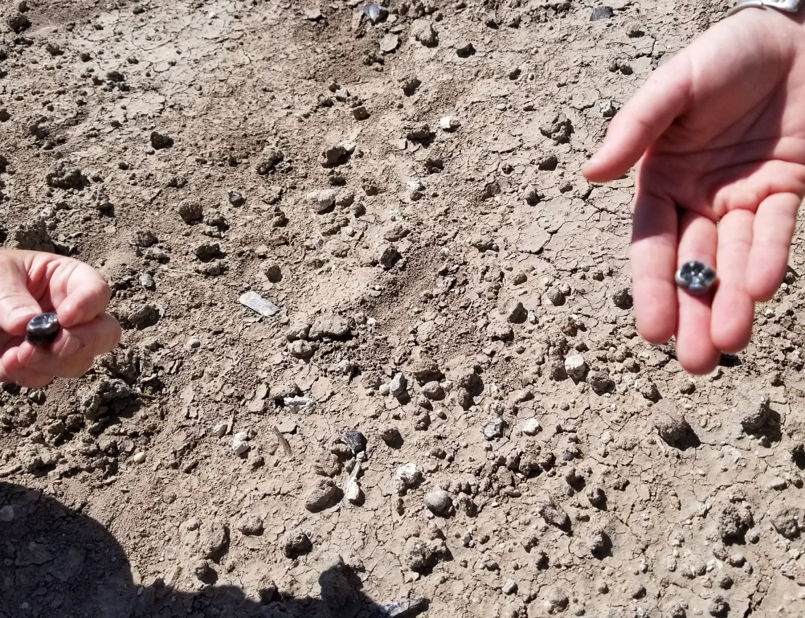 Dientes de australopiteco hallados en Ledi-Geraru (Etiopía) el 14 de febrero de 2018.