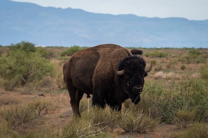 Un bisonte americano en la Reserva de la Biosfera de Janos; en 2024.