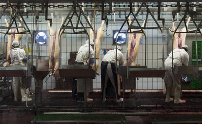 Un grupo de trabajadores en un matadero de cerdos en la provincia de Huesca