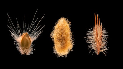 Seeds & Tales