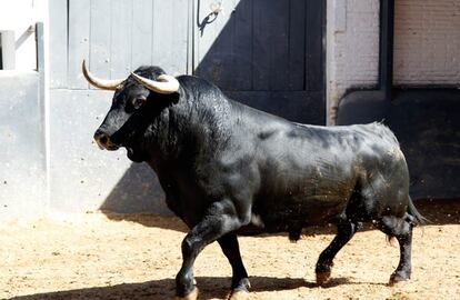 Un ejemplar de Cuadri lidiado en Las Ventas en la feria de San Isidro de 2017.