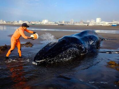 Un miembro de Fundación Vida Silvestre asiste a una ballena que quedó varada en Punta Mogotes.