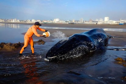 Un miembro de Fundación Vida Silvestre asiste a una ballena que quedó varada en Punta Mogotes.