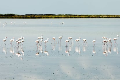 The Mediterranean and the Atlantic meet at Doñana National Park (recently threatened by a forest fire), making it one of the most important places in Europe in terms of biodiversity. With dunes, marshes and wooded areas, it is a rich and diverse landscape, featuring many endangered species, Lynxes are bred here and roam the land, while this is a paradise for birdwatchers with flamingos, storks and eagles among the highlights.