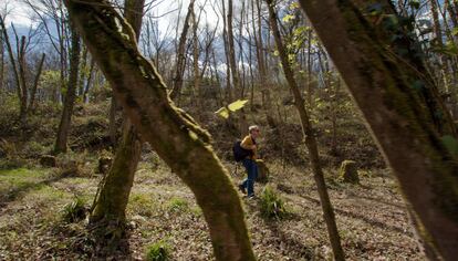 El paisaje del bosque de La Zoreda, plantado por La Sociedad de Explosivos La Manjoya.