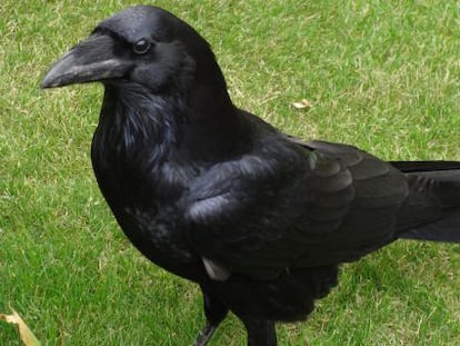 Un cuervo (negro) en la Torre de Londres.