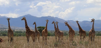 Jirafas del norte en el Parque Nacional del Valle de Kidepo en Uganda