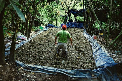 Parte del proceso de la hoja de coca para su conversión en pasta base.