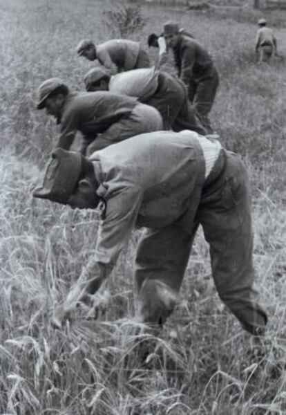Soldados segando en Aragón.