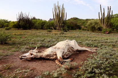 El cadáver de una vaca que murió de hambre por falta de pasto durante la sequía, en el Rancho La Ventana, en La Noria de Cuco, Estado de Sonora (México).